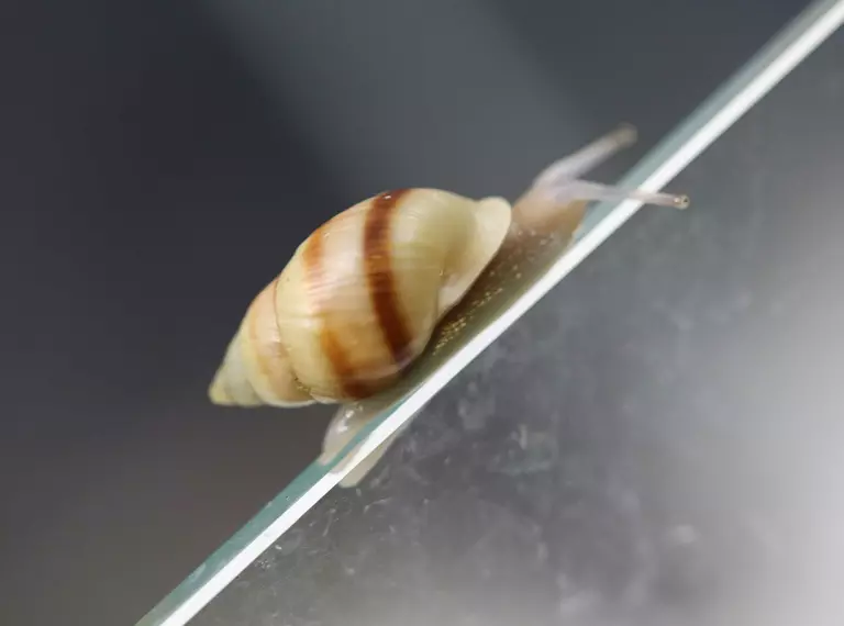 Partula snail at London Zoo on glass