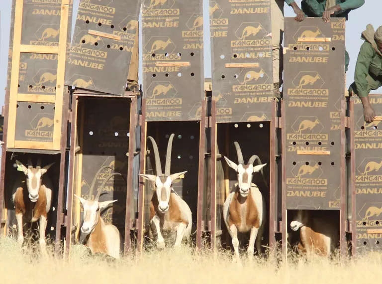 A group of Scimitar-horned oryx are returned to homelands on the edge of Sahara desert 