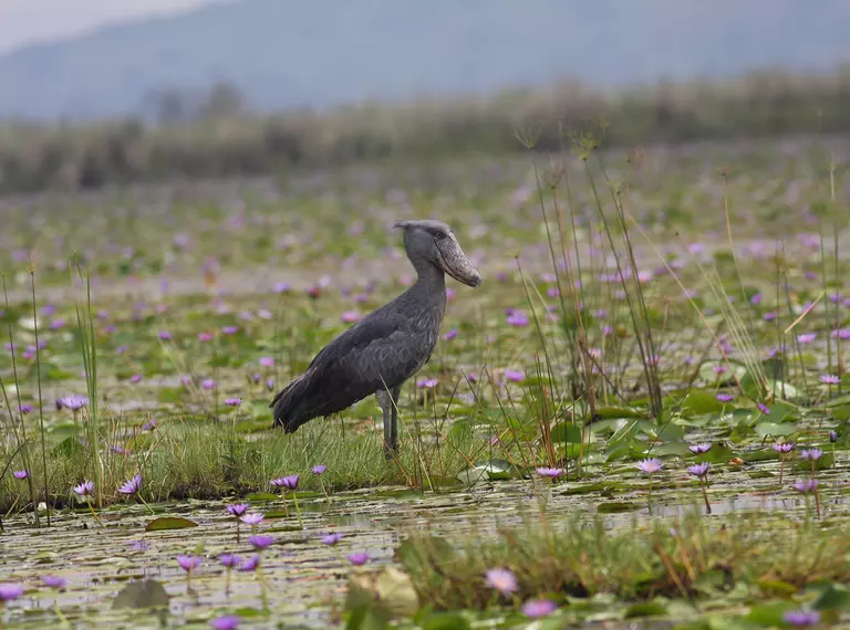 A prehistoric looking bird called a shoebill, with a unique shoe-shaped bill