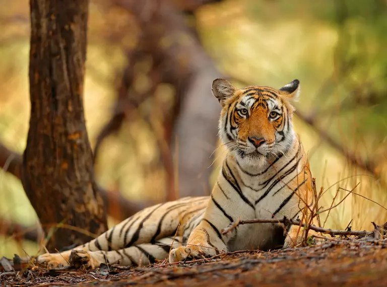 Tiger sat by tree
