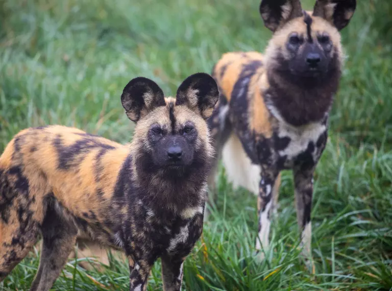A pair of African wild dogs standing together at Whipsnade Zoo