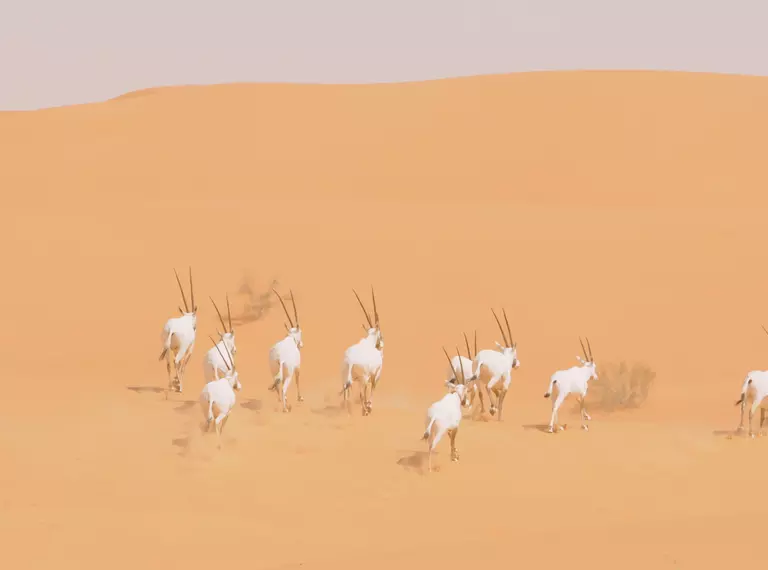 Wild Oryx Running