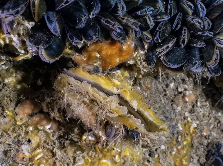 Native oyster underwater