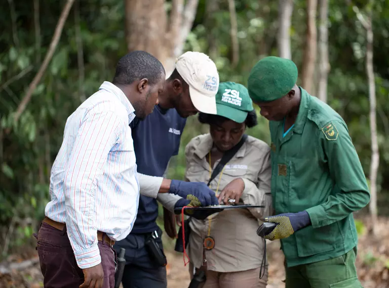 ZSL guard training in Cameroon Dja faunal reserve, one ZSL conservationist is looking over a clipboard with three others in a forest 