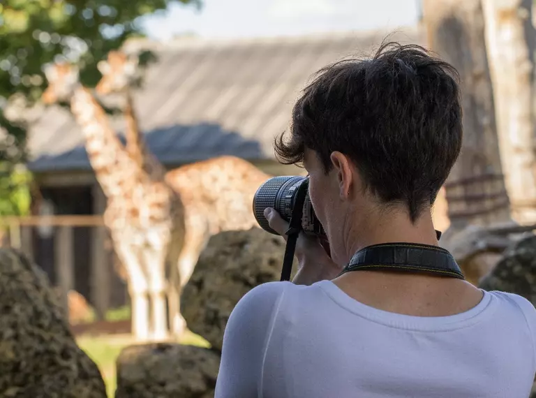 photographer with giraffes