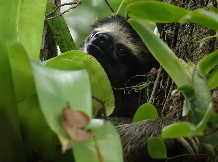A three-toed pygmy sloth climbing a tree