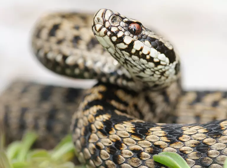 Adder in the UK