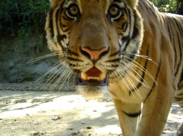 Bengal tiger camera trap close-up face
