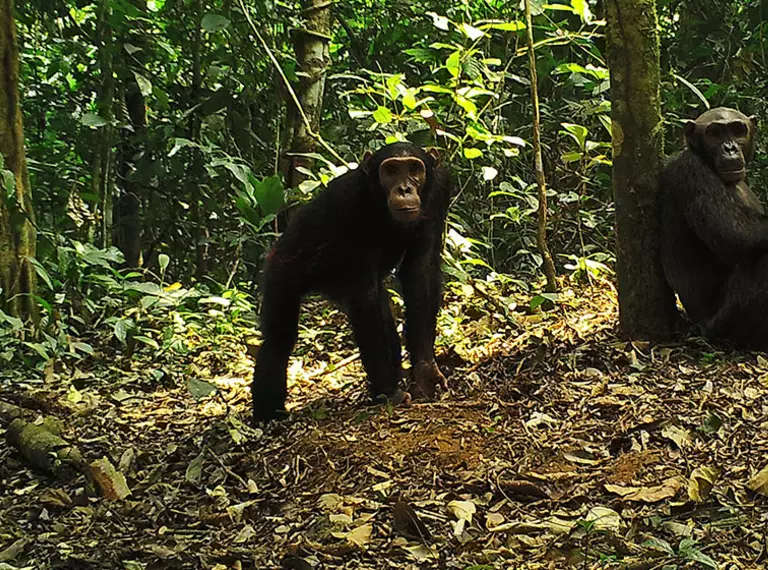 A camera trap image of two chimpanzees in a forest