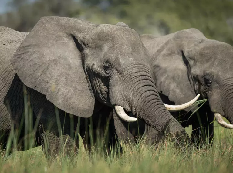 Two African elephants with large tusks