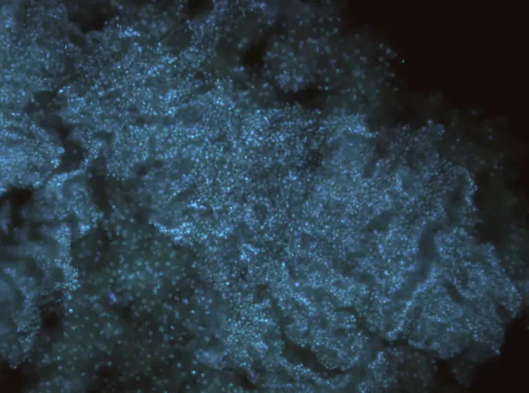 embryo cells egg