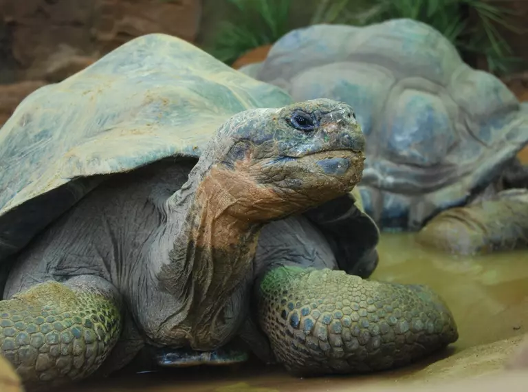 Two Galapagos tortoises 