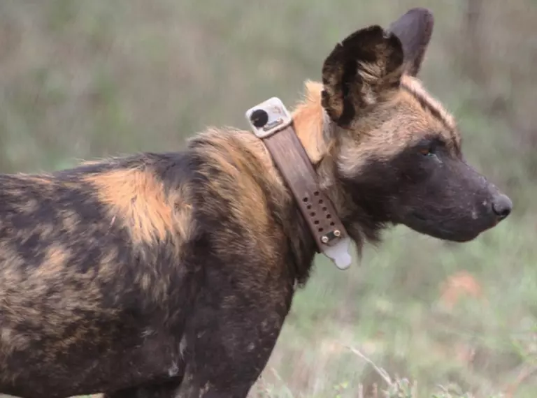 African wild dog with collar tag for monitoring 