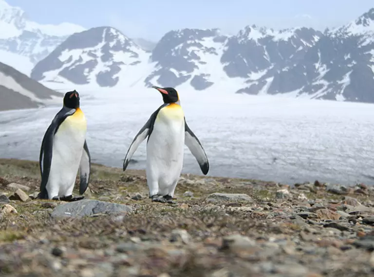 Two king penguins in Antarctica standing in front of a mountain