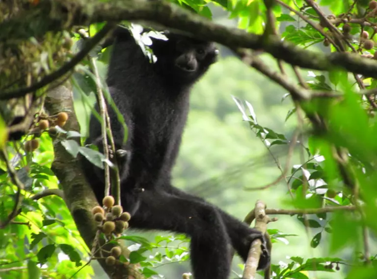 male gibbon in a tree