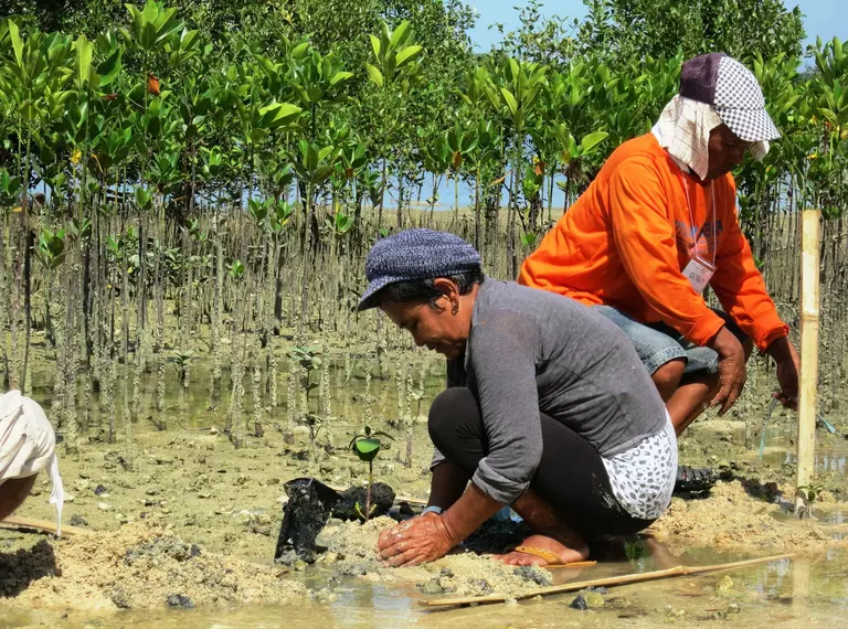 Two people planting mangrove trees as part of ZSL restoration project.