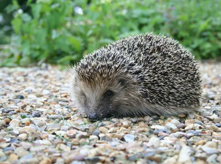 hedgehog-on-gravel