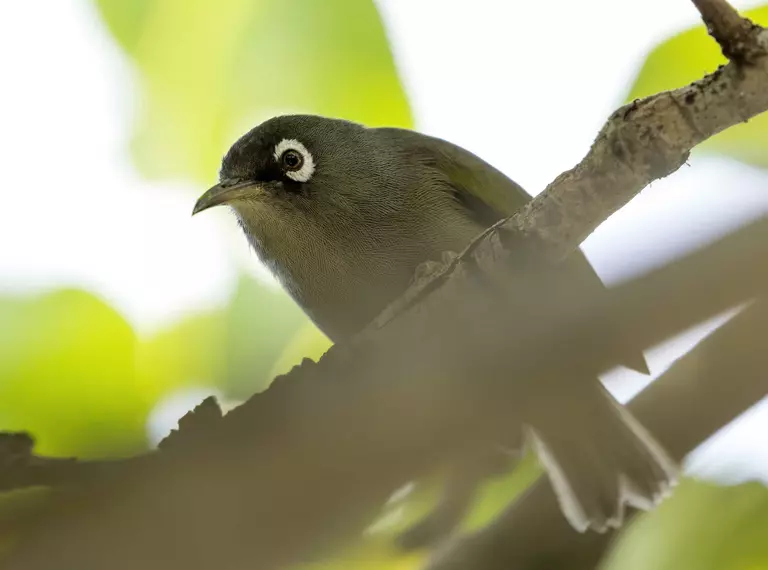 Olive white-eye on tree branch close-up
