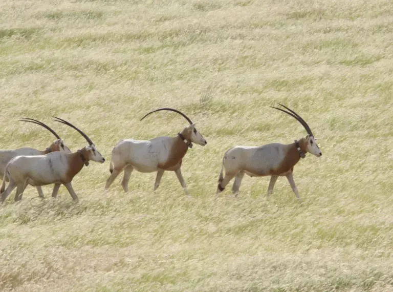 Three scimitar-horned oryxes in Chad