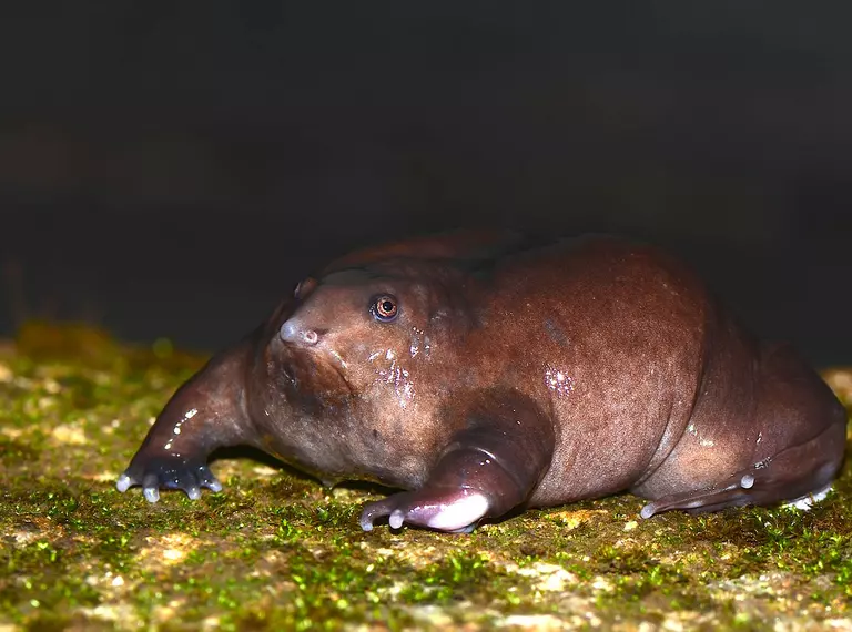 Purple frog, which has a rounded shape and nose
