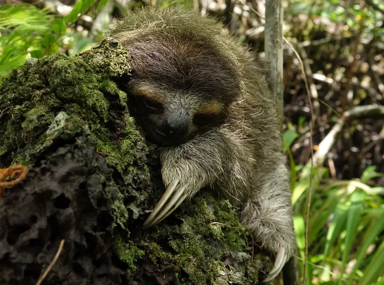  pygmy three-toed sloth on a rock
