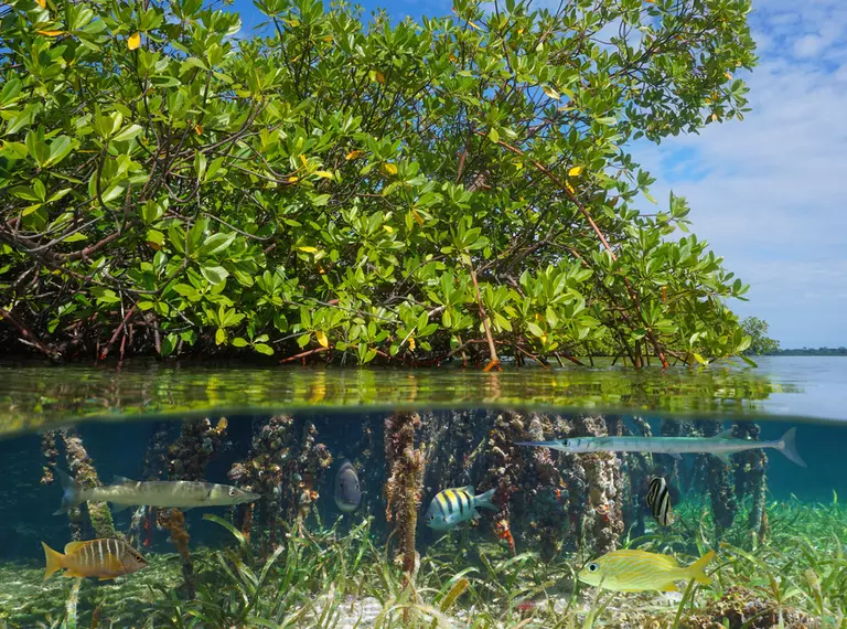 Fish underwater Mangrove forest 