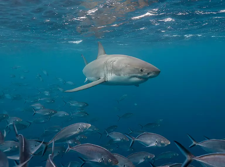 Great white shark swimming alongside a shoal of fish