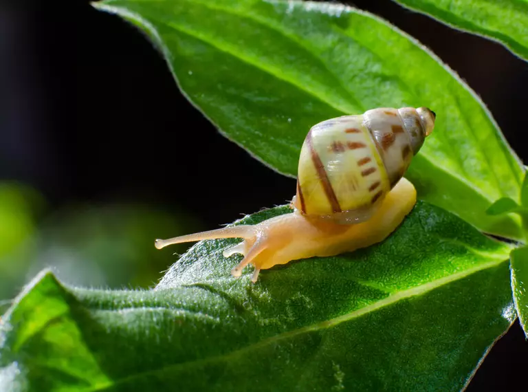Partula snail on a leaf