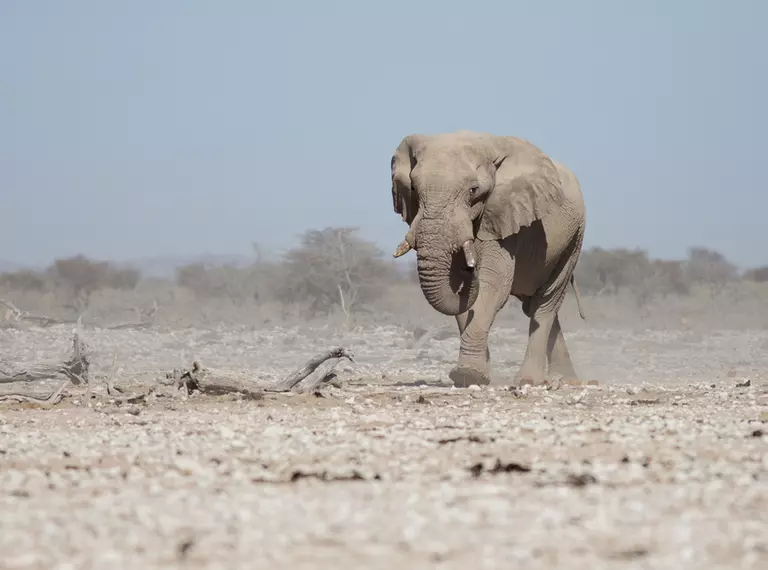 African elephant in drought, barren landscape 