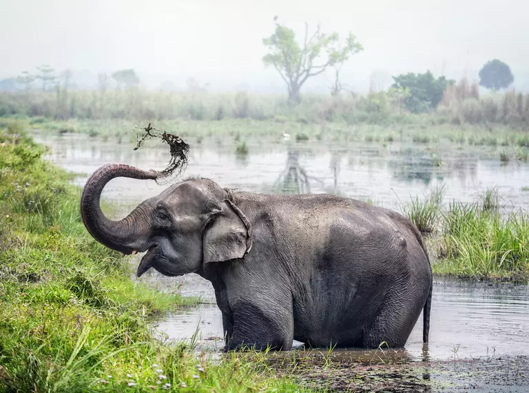 Asian elephant mud bath Nepal