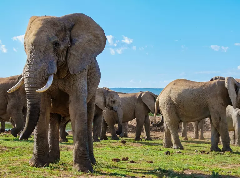 herd of elephants
