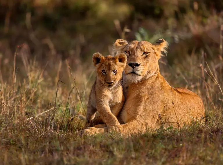 lion female with cub in wild