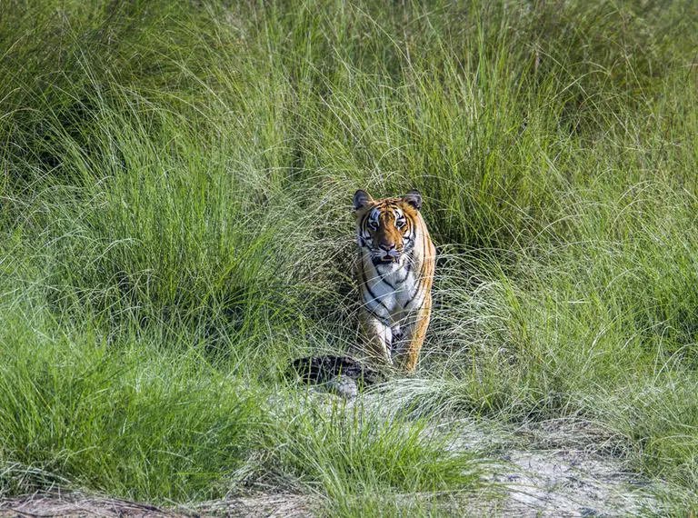 Bengal in grass in Nepal