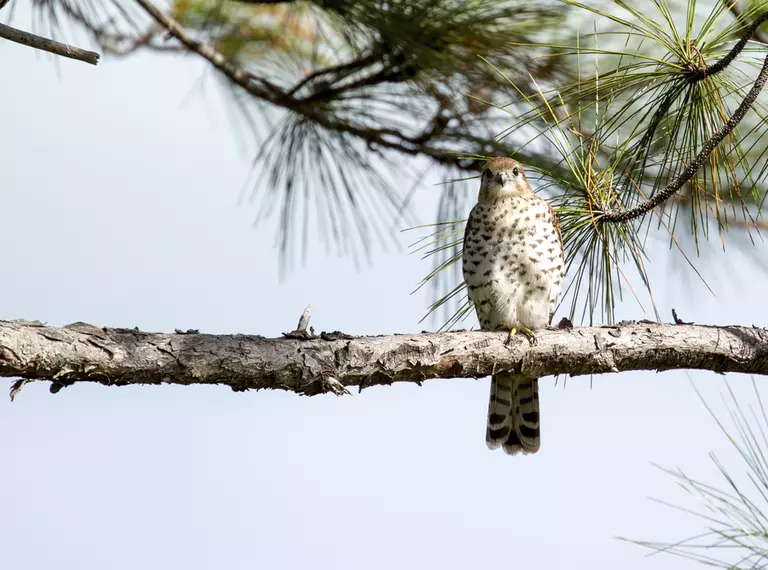 Mauritius kestrel in tree