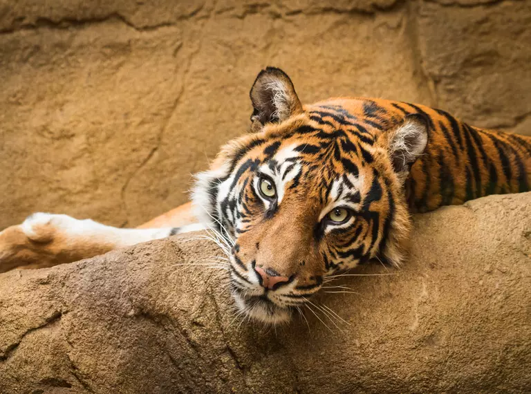London Zoo tiger lying on rock