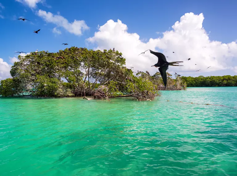 Birds flying mangrove forest island