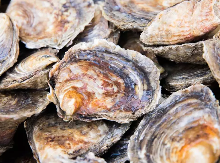 Native oyster close up