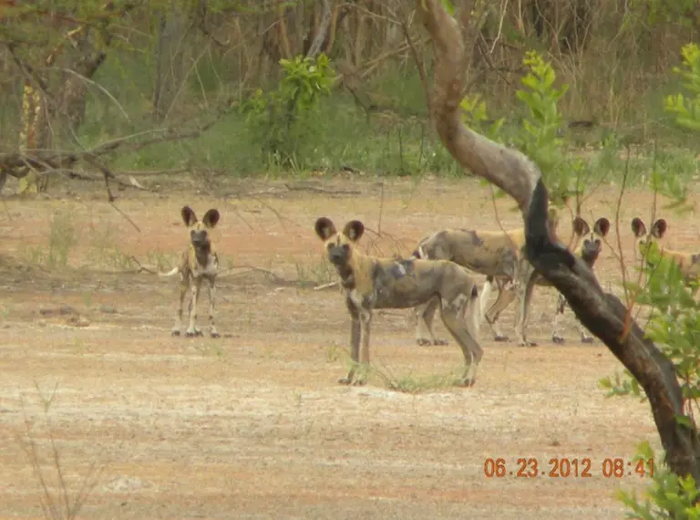 Pack of west African wild dogs captured on a camera trap