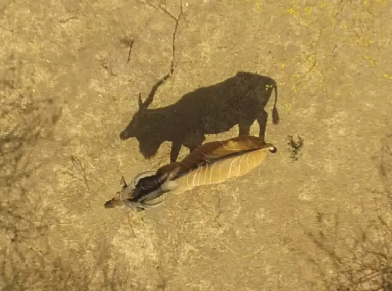 Derby Eland taken by drone in Senegal