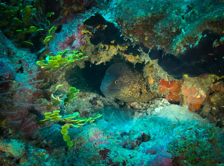chagos reef
