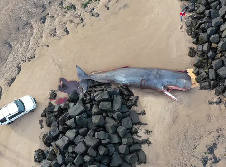 Sperm whale in Northumberland taken by drone