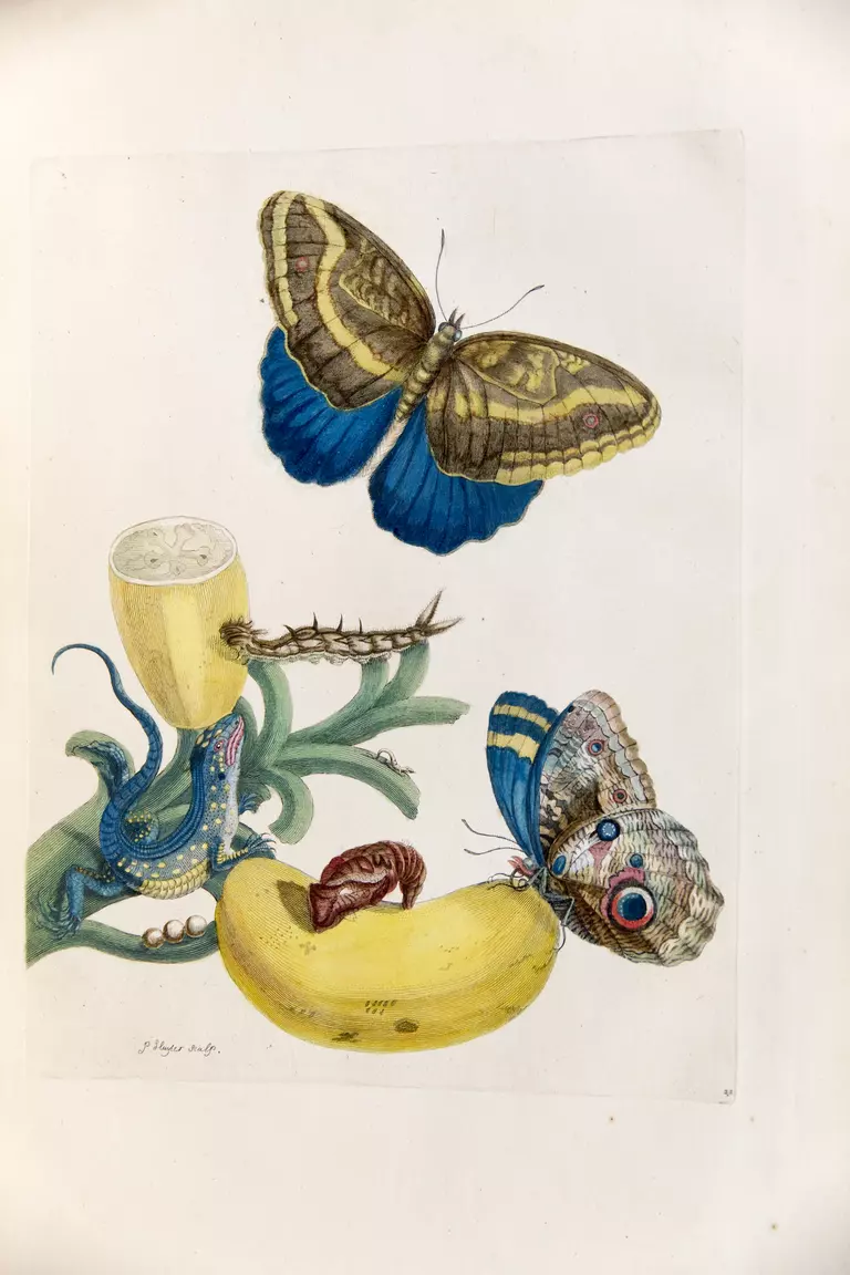 Banana with teucer owl butterfly and rainbow whiptail lizard illustration