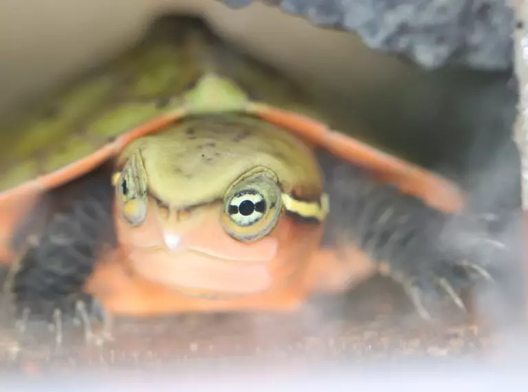 Big headed turtle hatching in tank
