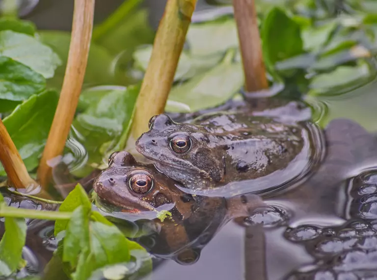 Three common frogs submerged in water