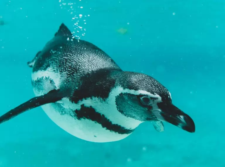 Humboldt penguin swimming under water 
