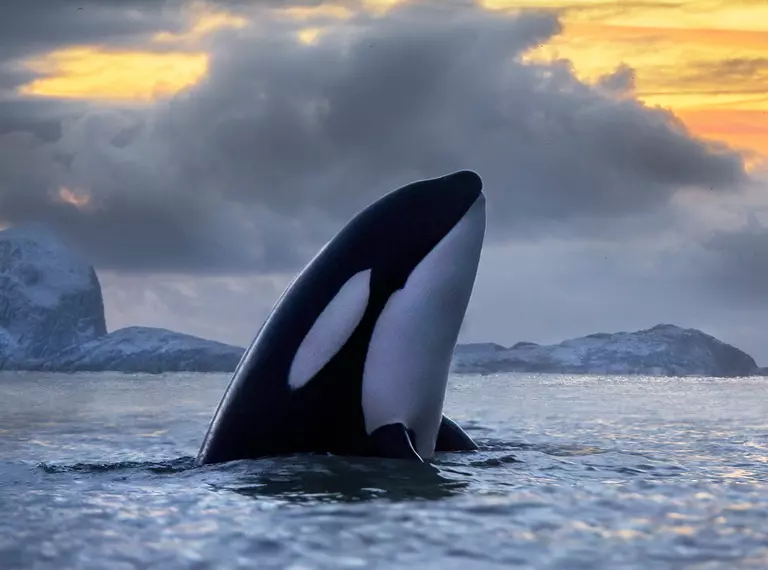 killer whale breaching with sunset