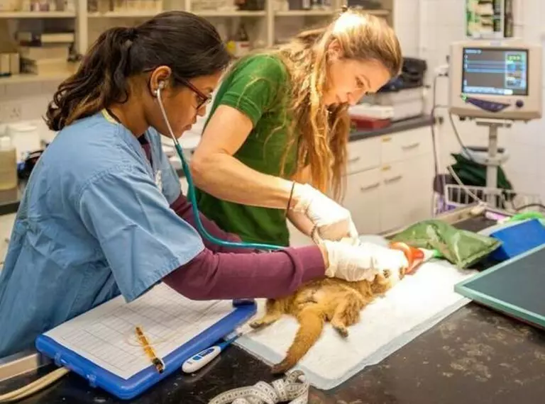 Student conducting animal surgery at London Zoo