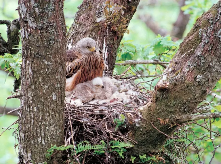 Red kite with chicks on nest
