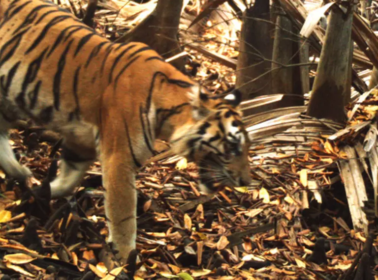 Sumatran tiger in Sembilang National Park