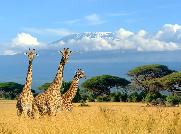Three giraffe on Kilimanjaro mount background in National park of Kenya, Africa